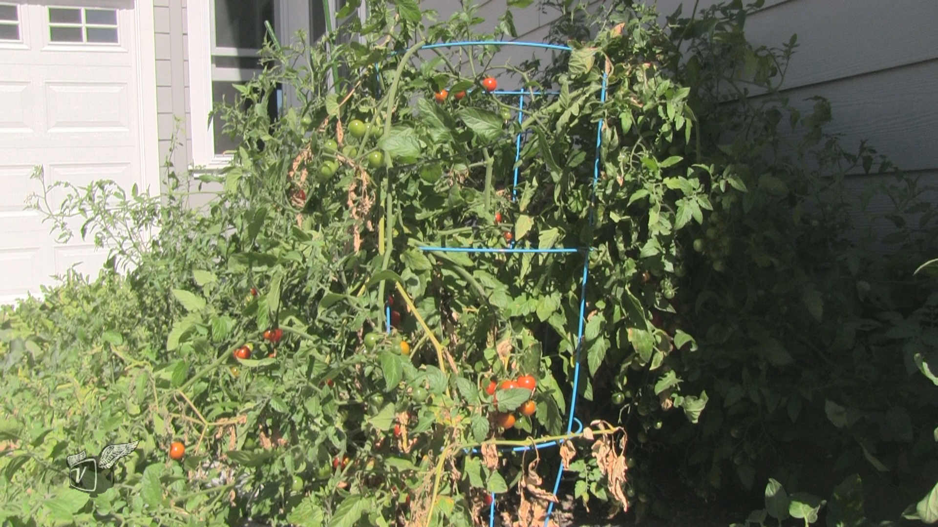 IoG – Internet of Gardens or Data Science for the Micro Farm